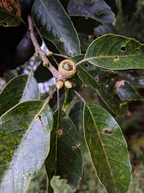 常見樹種|臺灣的重要樹木 iNaturalist